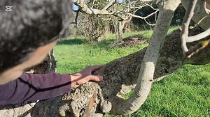 La taille de rectification et de réparation d'un figuier centenaire @à la une Video complete cliquer au lien ci dessous https://youtu.be/qj5_eoJp-3w?si=82nKkHVCcGaV2Qb9 | Agr Ecol