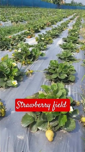Next-Gen Strawberry Farming: Inside the Million-Dollar Automated Future 🍓🤖 #gardening #strawberry