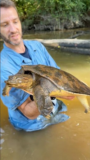 BIG Spiny Softshell Turtle!! #wildlife #reptile #turtles #animals #nature