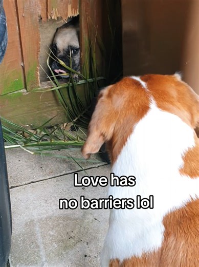 She must be in love😂 #beagle #beagles #doggo #viral #beaglelover