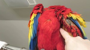 4.6K views · 255 reactions | Some mornings are just more fun when you poke a bird. LOL! | Bandit the Scarlet Macaw | Facebook