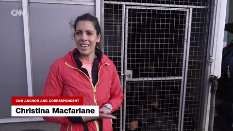 Tally-ho: CNN correspondent chased by bloodhounds in new take on ancient British hunt