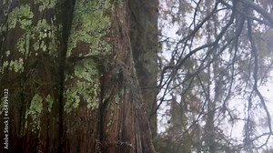 Atchafalaya swamp footage from airboat in fall