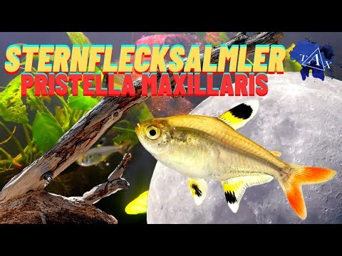 Sternflecksalmler I Wasserstieglitz I Pristella maxillaris I x-ray Tetra I TAX