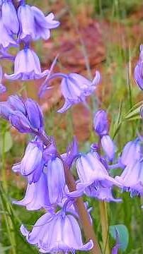 Beautiful Bluebell Flowers in Nature | Relaxing Spring Garden Video 🌿💜