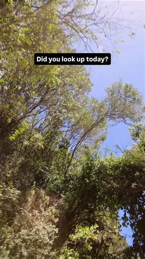 🌳Did you look up today? Above us, forests are quietly doing extraordinary work. Canopies cool the land, clean the air, shape the rain, and shelter thousands of lives we rarely notice. In fact — forest canopies can be up to 10°C cooler than open land. Nature’s own air-conditioning. Silent. Generous. Essential. Next time you walk or drive beneath the trees, pause for a moment. There is more happening there than we realise. If you love forests, tap a 💚 and help us protect places like Kijabe Fores