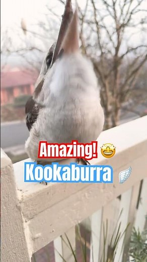 Kookaburra is Laughing all the Way! 🤭😂🤑 #funny #Kookaburra #Sounds