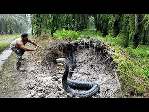 THE APPEARANCE OF THE TRANSFORMATION OF THE BLACK KING COBRA SNAKE IN KALIMANTAN | RESCUE | SNAKE
