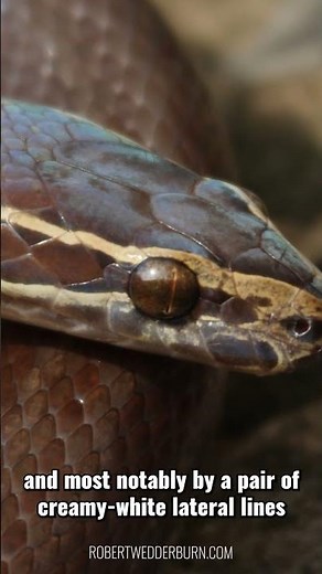 Top 5 Brown House Snake Facts You Need to Know NOW