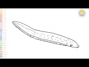 Electric eel drawing video | Eel drawings | How to draw Electric eel step by step | Genus drawings