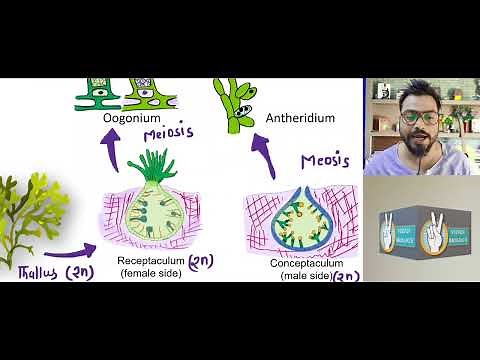 Fucus || Brown alga || Structure and life cycle