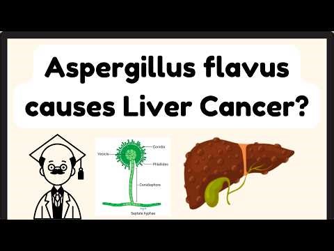 Can a Fungus Cause Liver Cancer? | Aspergillus flavus & Aflatoxin Explained