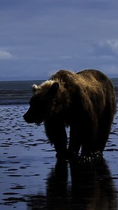 Searching… Brown bears have the second best nose in the animal kingdom, second only to polar bears. Their sense of smell is powerful enough to smell clams beneath the sand, mud, and water. This female brown bear sniffs around a lot before locating clams and digging in. #homesteadlife #fishalaska #flyfishinglife | Brooke Bartleson Wildlife