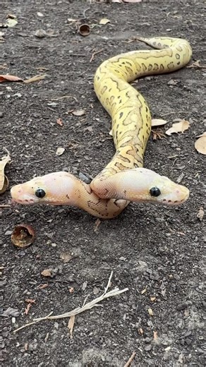 Chris Hall on Instagram: "Two heads are better than one! #2headedsnake #twoheadedsnake #ballpython #pythonpaintjobs #ballpythonbreeder #ballpythonmorphs #livingart #snake #ballpythons #ballpythonmorph #ballpythonsofinstagram"