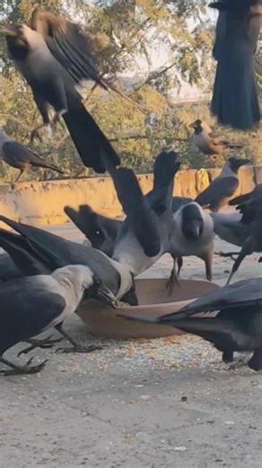 Morning 🌅 Time Crows Birds Unity Anger and Sounds (Wildlife) 🐦♥️🧐"! #shorts