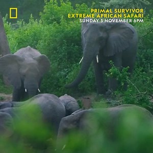 122K views · 8.9K reactions | Join Hazen Audel as he embarks upon a life-long dream, trekking 500 miles through East Africa's Great Rift Valley. A mecca for wildlife, the valley is home to local tribes, extreme wilderness and rare and extraordinary animals. Primal Survivor: Extreme African Safari premieres this Sunday 5th November at 6pm, only on National Geographic UK. | National Geographic UK | Facebook