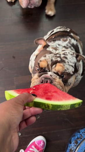 Barkley the English Bulldog's Greedy Antics | Funny Dog Moments