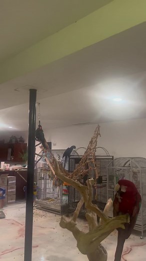 Parrotfreek on TikTok