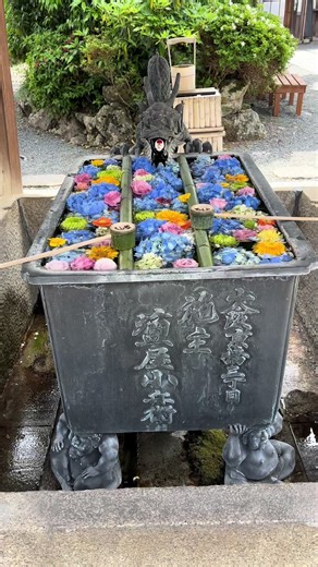 京都 楊谷寺 新緑の花手水R8.5.12 #パンダ師匠ぶらり旅 #京都観光 #花手水 #紫陽花寺 #楊谷寺