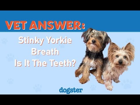 VET ANSWER: What's Causing My Yorkie's Stinky Breath?