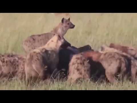 HYÄNEN FRESSEN BÜFFEL LEBENDIG!