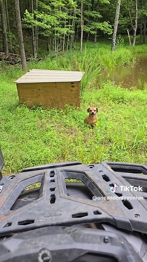 Minion's Fun Adventures on Livestream
