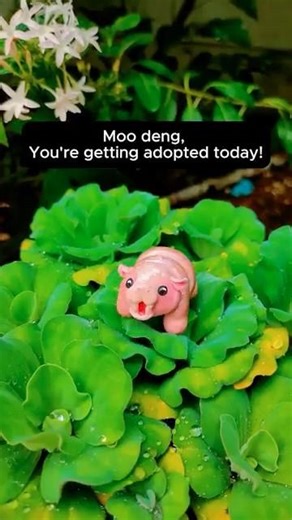 Moo deng helps me pack💗| Clay art | moo deng figure