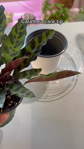 Calathea Watering: How to Keep Your Plant Happy & Thriving