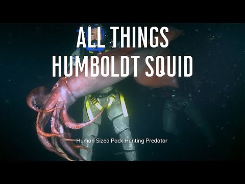 All Things Humboldt Squid - Red Devils of the Deep! 🦑