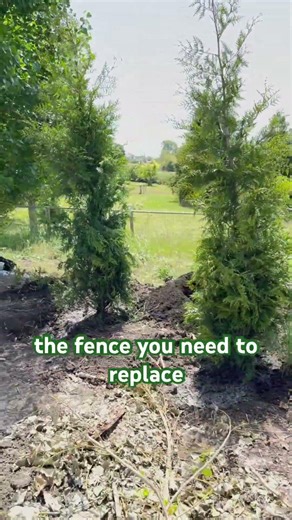 🌱 A Living Green Fence — Installed by Get Pro Landscaping #getprolandscaping