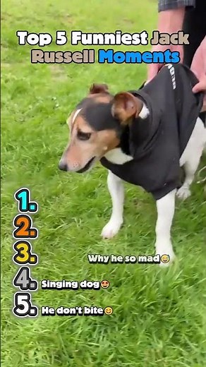 Top 5 Funniest Jack Russell Moments #funnyanimals