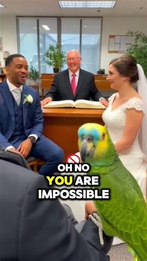 Parrot EXPOSES Bride at the Altar 😂💀 Chaos Begins!
