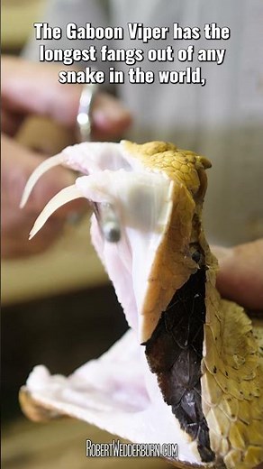 This Snake's Venom Hits Different Than You Think #gaboonviper #snakes #wildlife