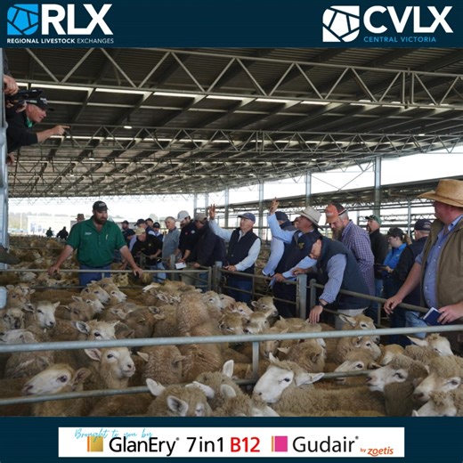 CVLX Sheep and Lamb Market Report for October 21st with thanks to Livestock Solutions With Zoetis | Central Victoria Livestock Exchange - CVLX