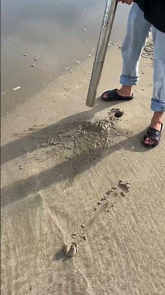 Pulled out two mantis shrimp in one go—simply unbeatable! #SeasideForaging #MantisShrimp