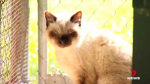 A cat that's watched other abandoned animals find homes desperately needs a loving owner. Annie the Tonkinese has been at 4 Paws Animal Rescue for almost a year and she deserves a break. 7NEWS at 6pm. #7NEWS | 7NEWS Sunshine Coast