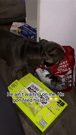 @fur_momma_: Very self sufficient 😂 #dog #doglover