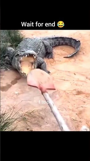 crocodile 🐊 funny animal reaction f to ok animal #funny