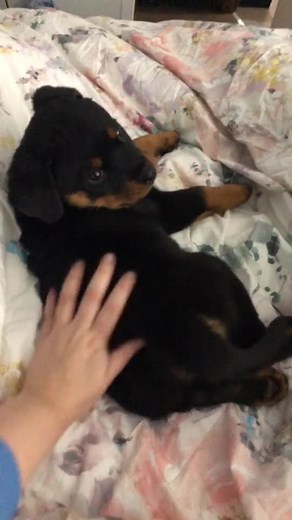 Adorable Rottweiler Puppy with a Snicker-Like Belly