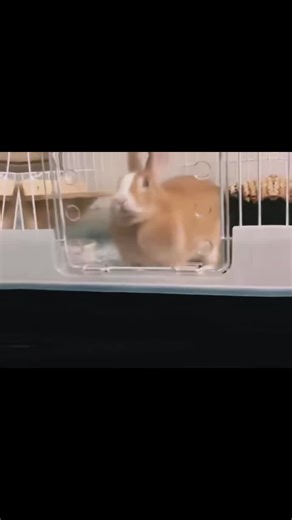 How to Keep Your Bunny Calm and Happy