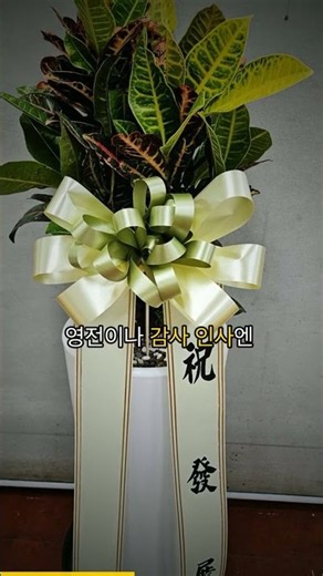 오래 머무는 마음 🌿 개업·승진·감사 관엽·동양란 | 이름꽃.com 전국 당일 꽃배달