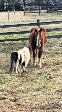 First intro! I got my draft horse a mini horse! Lil’ miss attitude! 😂 #drafthorse #horse #minihorse