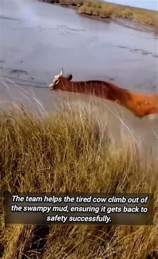 Rescuing A Stranded Cow From The Deep Muddy Swamp