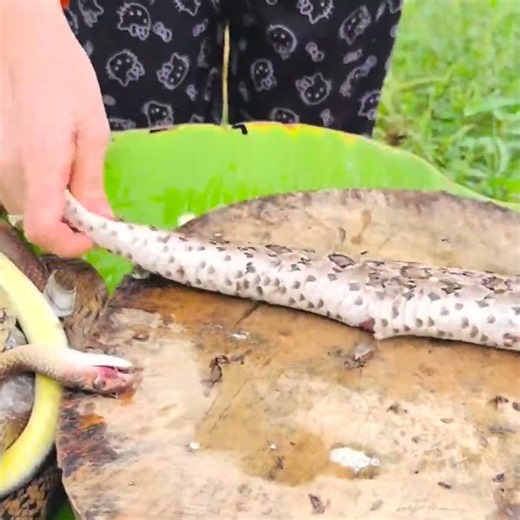 Very delicious snake soup.​New Food