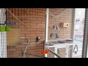 Mi voladera: ninfas, periquitos y agapornis | Nidos | Jaula