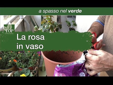 Growing a rose in a pot