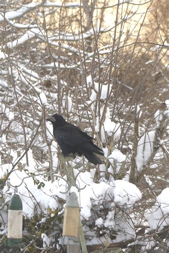 Scotland's Scenery | Aberdeenshire has challenging snow - feeding the birds to make their day a little easier | Facebook