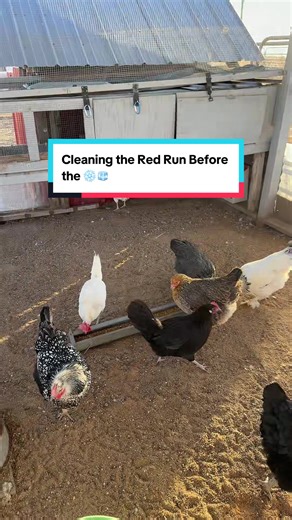 Really with the run there’s only so much you can do to eliminate moisture… But getting it nice and clean before it snows doesn’t hurt anything. #chickens #farmchores #homestead #farmlife #ice