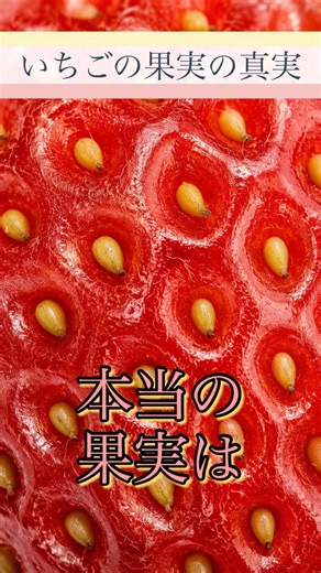 いちごの本当の果実はどこ？？ #いちご #果樹 #農業 #雑学 #食べ物 #雑学ショート #shorts #ずんだもん