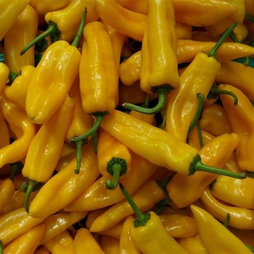 10 Aji Lemon Drop Pepper Seeds | Organic Heirloom Chili - Etsy